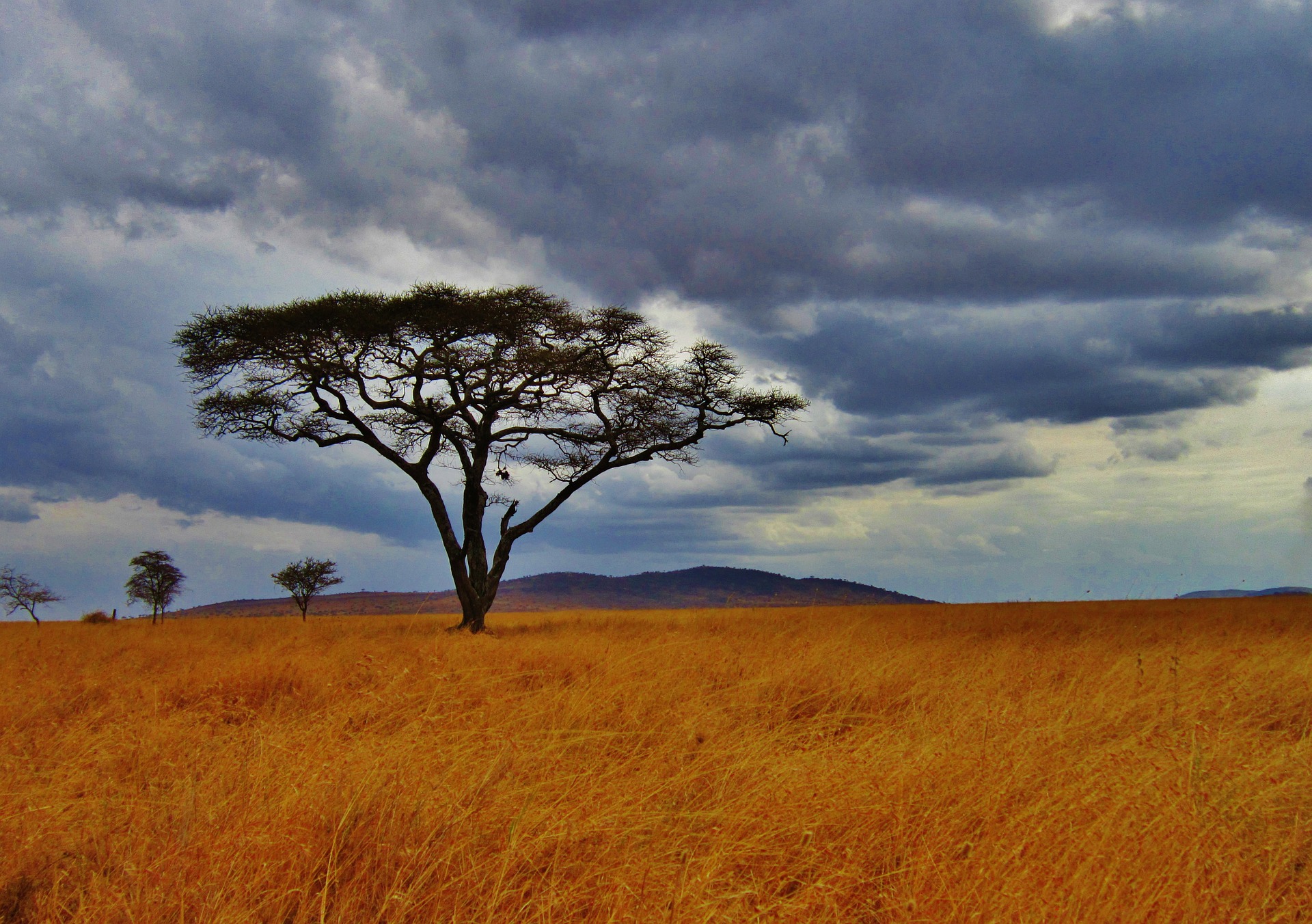 parc Serengeti