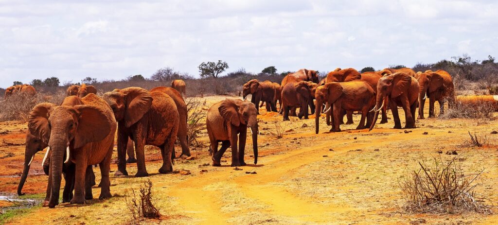 elephants-kenya-tsavo
